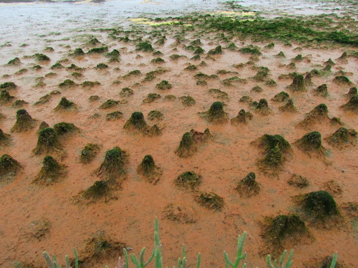 Marsh